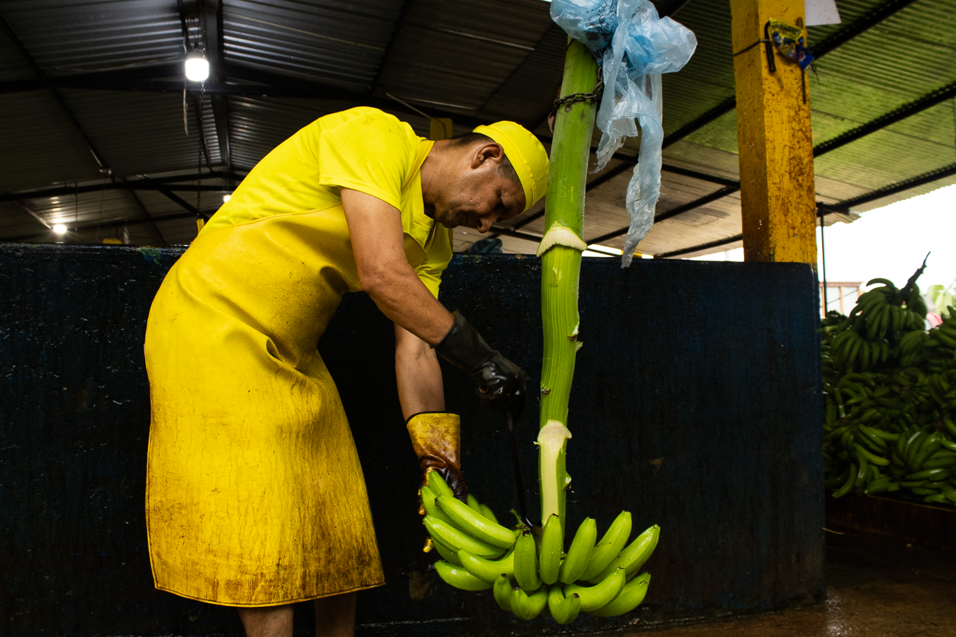 Sostenibilidad en Campos Agrícolas de COOPROAGRIG